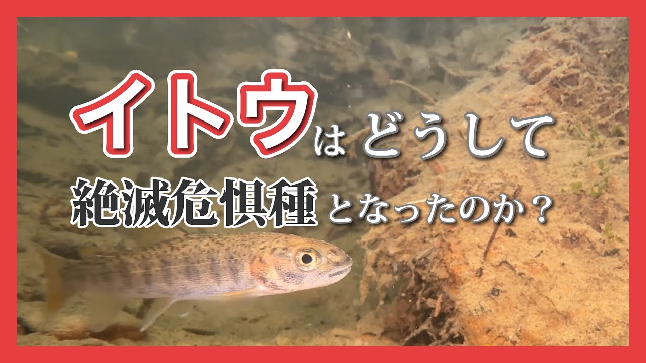 イトウはどうして絶滅危惧種となったのか？