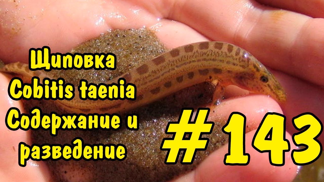 #143 ЩИПОВКА. Cobitis taenia. СОДЕРЖАНИЕ И РАЗВЕДЕНИЕ