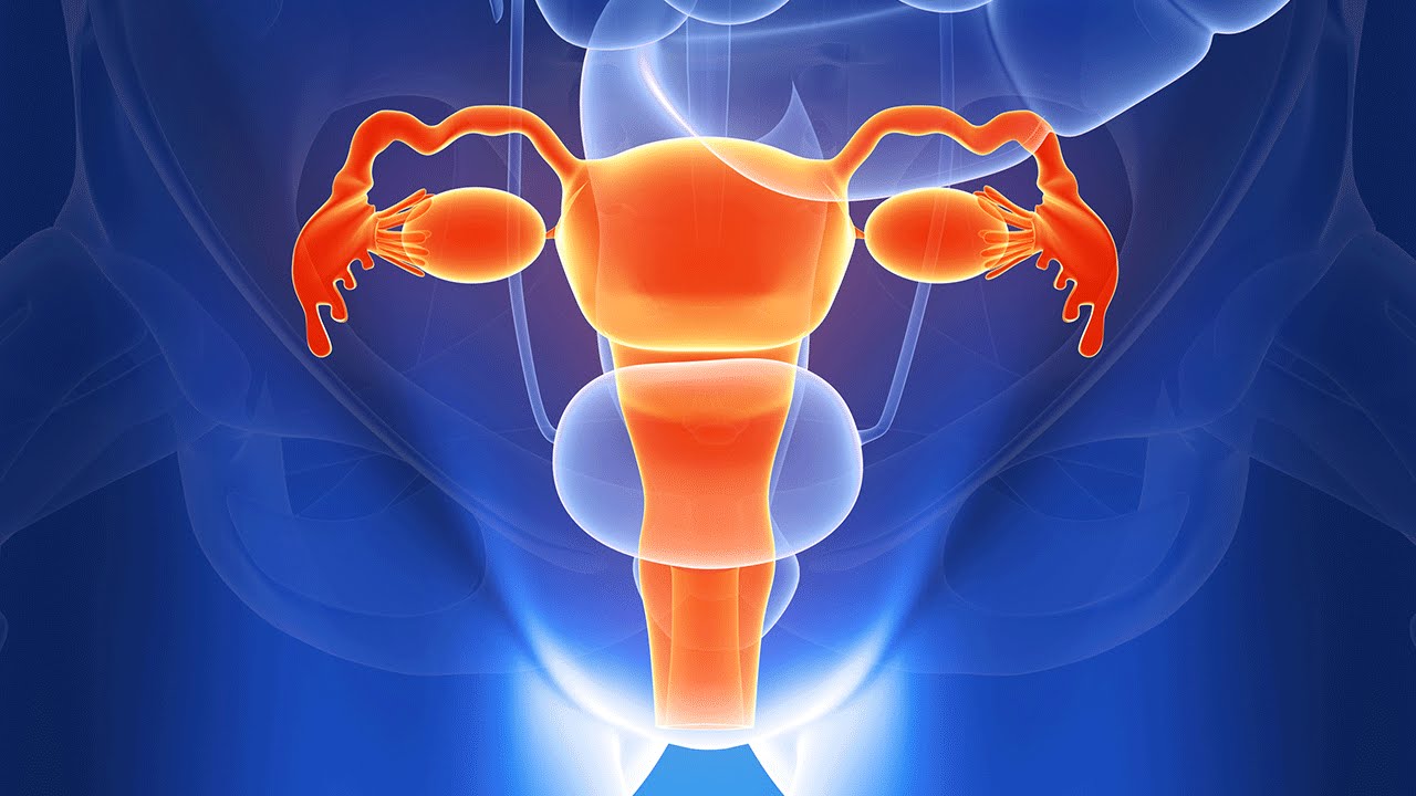 Human Physiology - Functional Anatomy of the Female Reproductive System