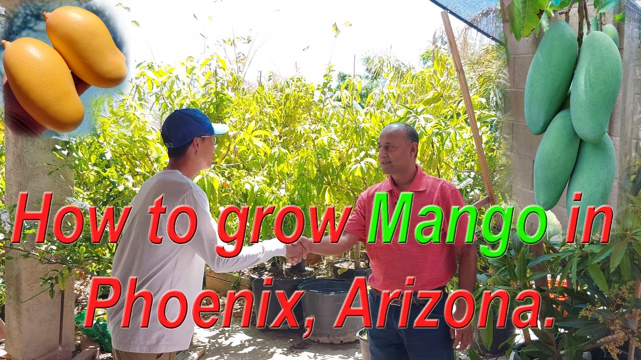 How to grow 50+ Mango trees in Phoenix Arizona