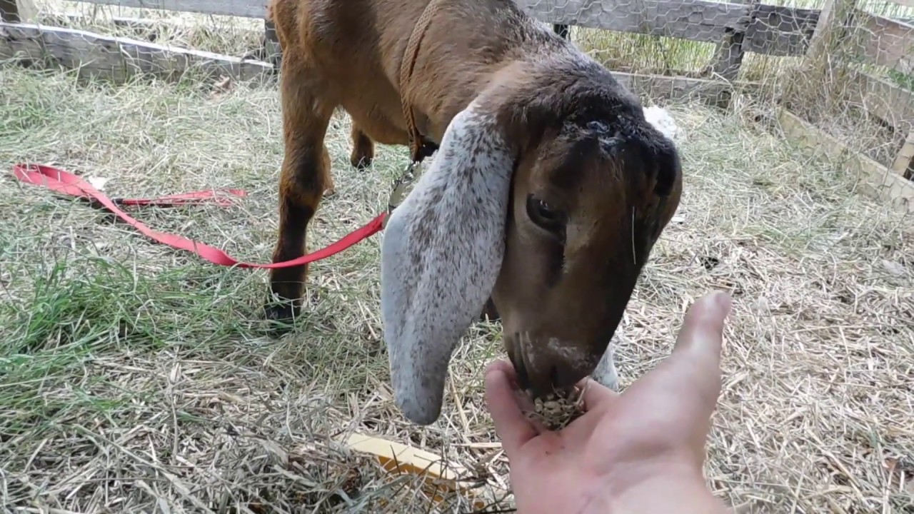 Getting A Goat To Trust You