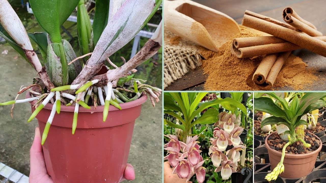 CANELA EM PÓ PODE SALVAR ORQUÍDEAS QUASE MORTAS VEJA 😱