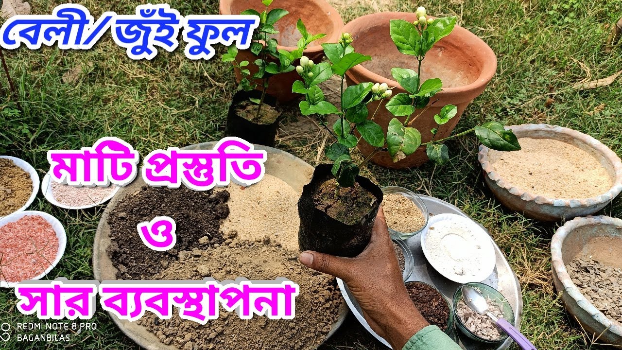 বেলী ফুলের গাছের প্রতিস্থাপন ও সম্পূর্ণ পরিচর্যা // How to grow Arabian jasmine in a container
