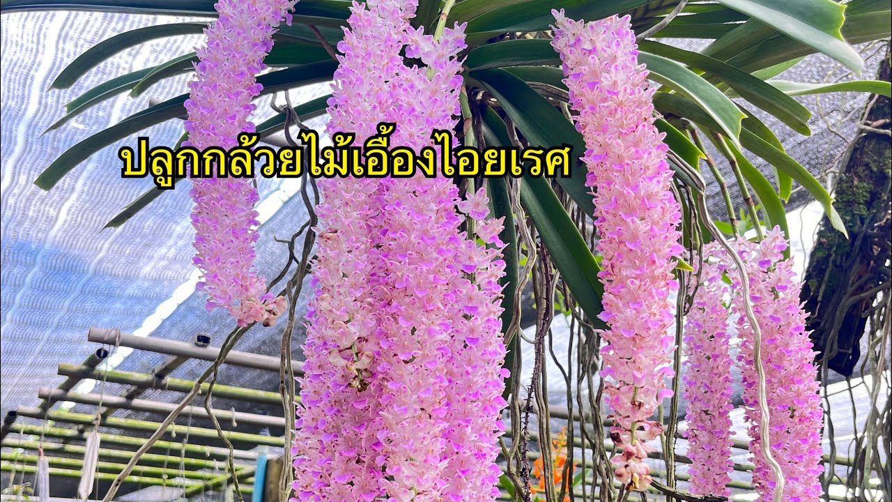ปลูกกล้วยไม้ ไอยเรศ