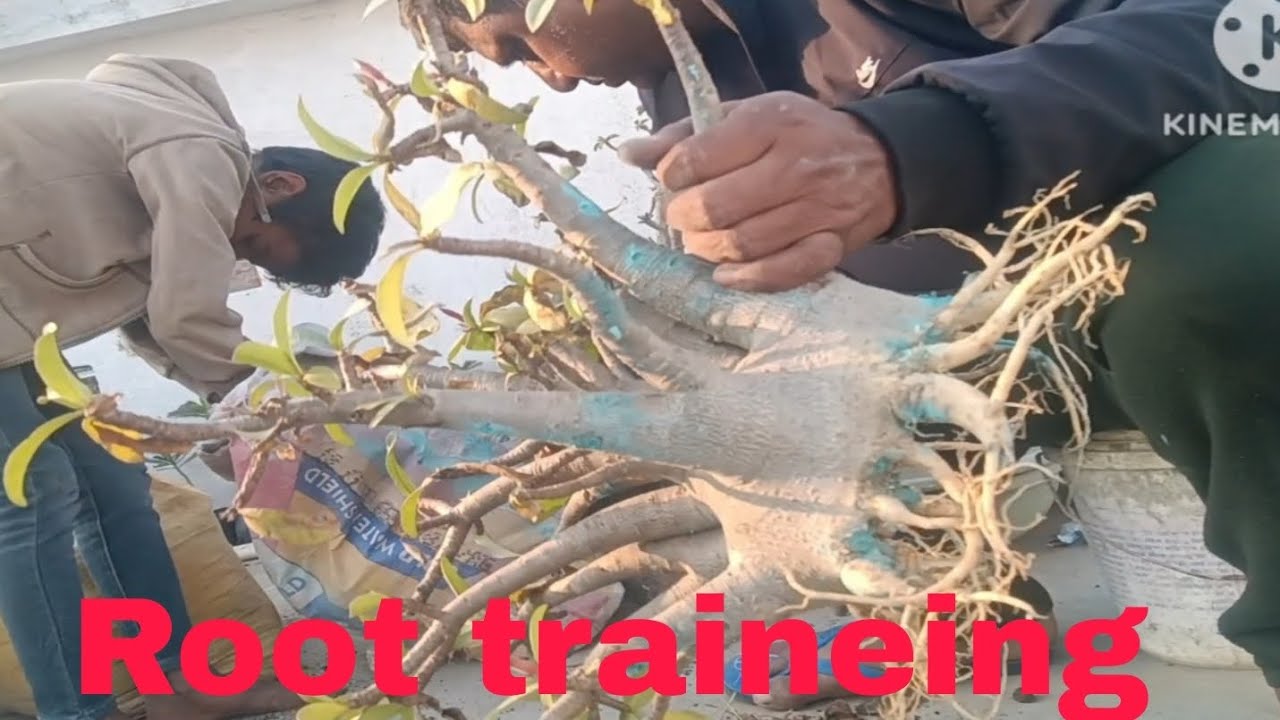 ARABICUM ROOT TRAINEING TODAY BLACK PANTHER 