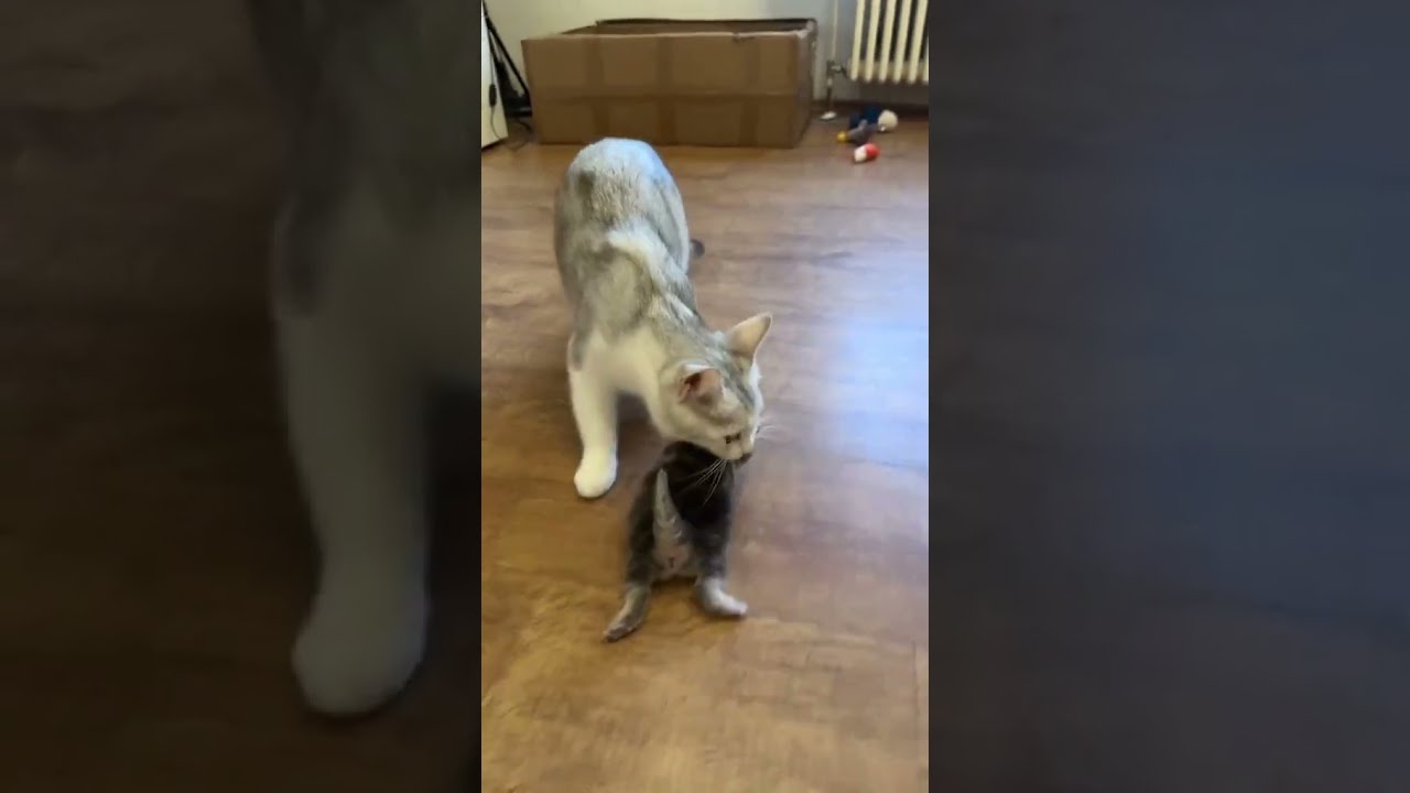 Motherly Love: Cat Gently Carries Her Kitten to Safety