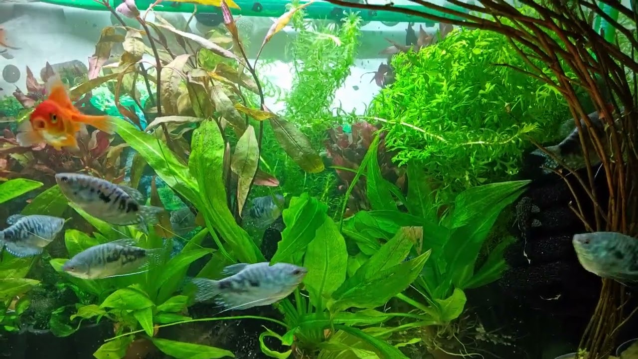 Танкера большое с нами нет😢😭. Интересное поведение Водорослеедов🤔👀. 🐠 Aqua Chaos 
