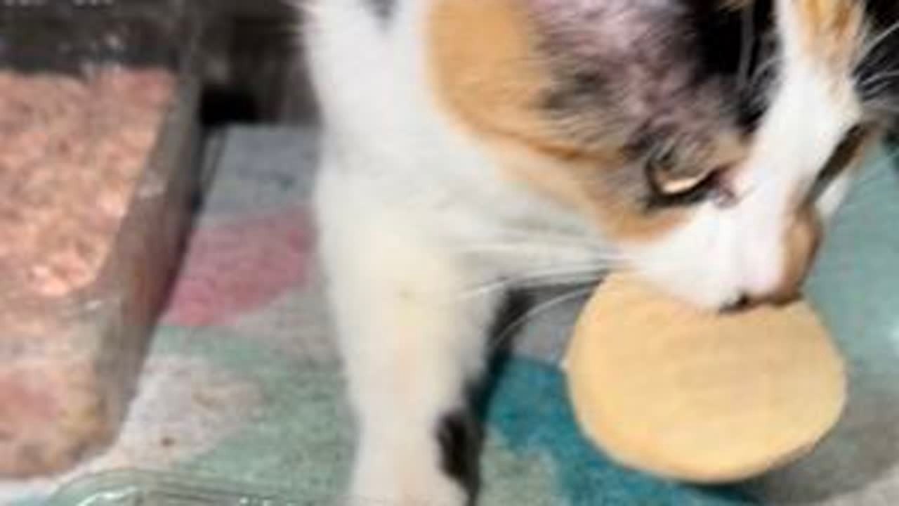 流浪猫的年夜饭 新的一年也要吃饱吃好每一餐#猫咪配餐 #我和流浪猫的故事 #猫猫治愈一切 #我的街猫年度瞬间 #猫吃的比人好系列