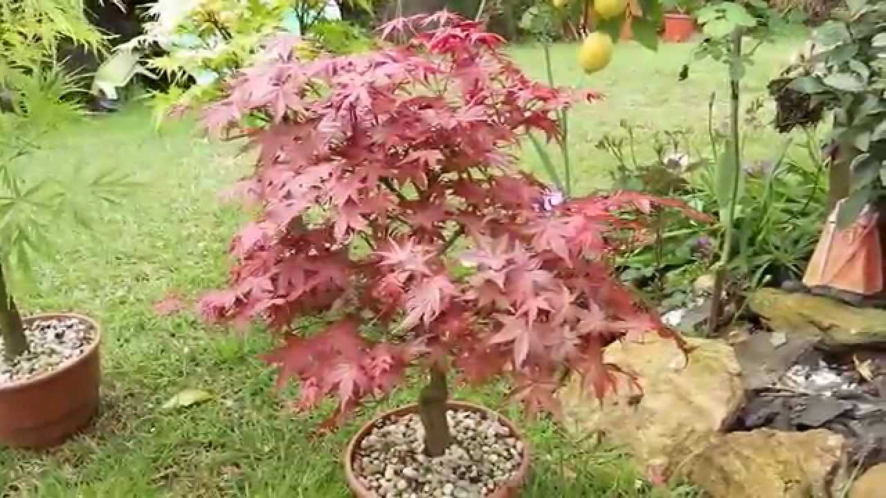 Hablando de arces palmatum primavera 2014 segunda parte.
