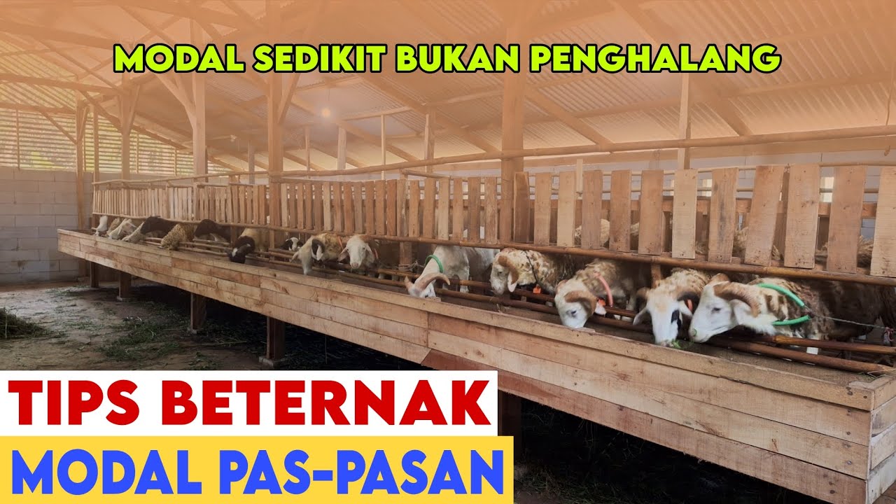 SOLUSI BETERNAK DENGAN MODAL SEDIKIT ATAU NGEPAS BISA JADI SUKSES