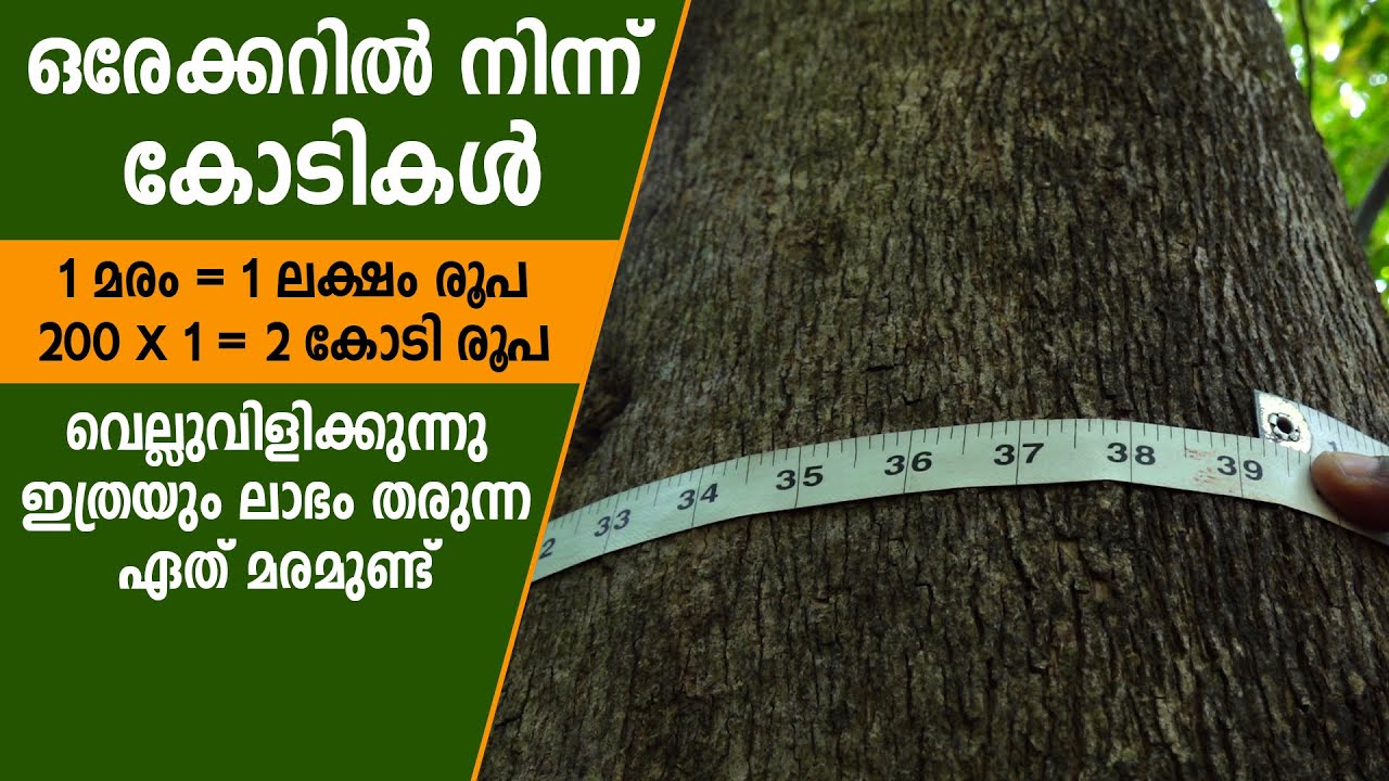 ഒരേക്കറില്‍ നിന്ന് കോടികള്‍ കൊയ്യുന്ന സോജന്‍ #tissueculture #teakwood