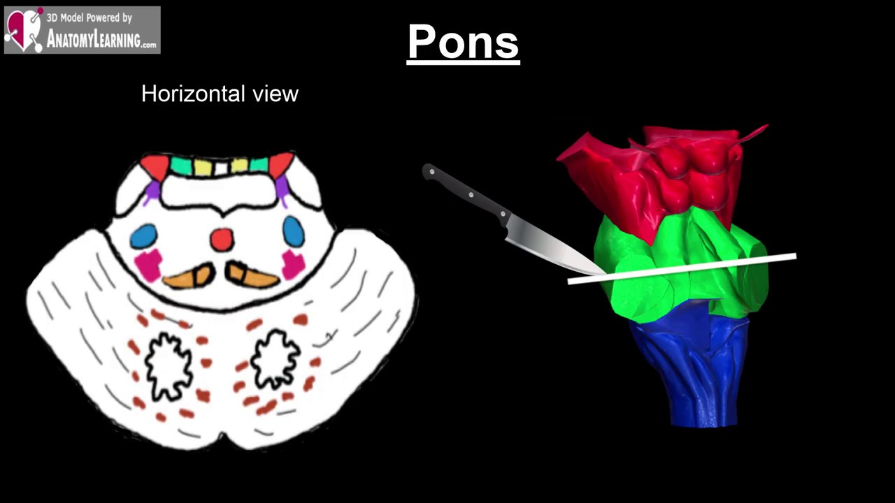 פונס pons
