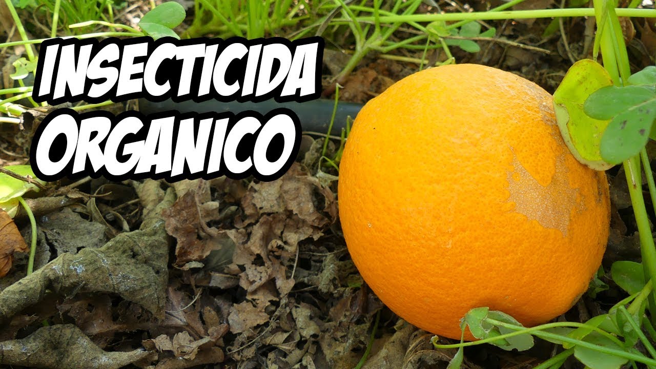 Nunca más Volverás a tirar Cascaras de Cítricos 🍊 | Insecticida Orgánico | La Huerta de Ivan