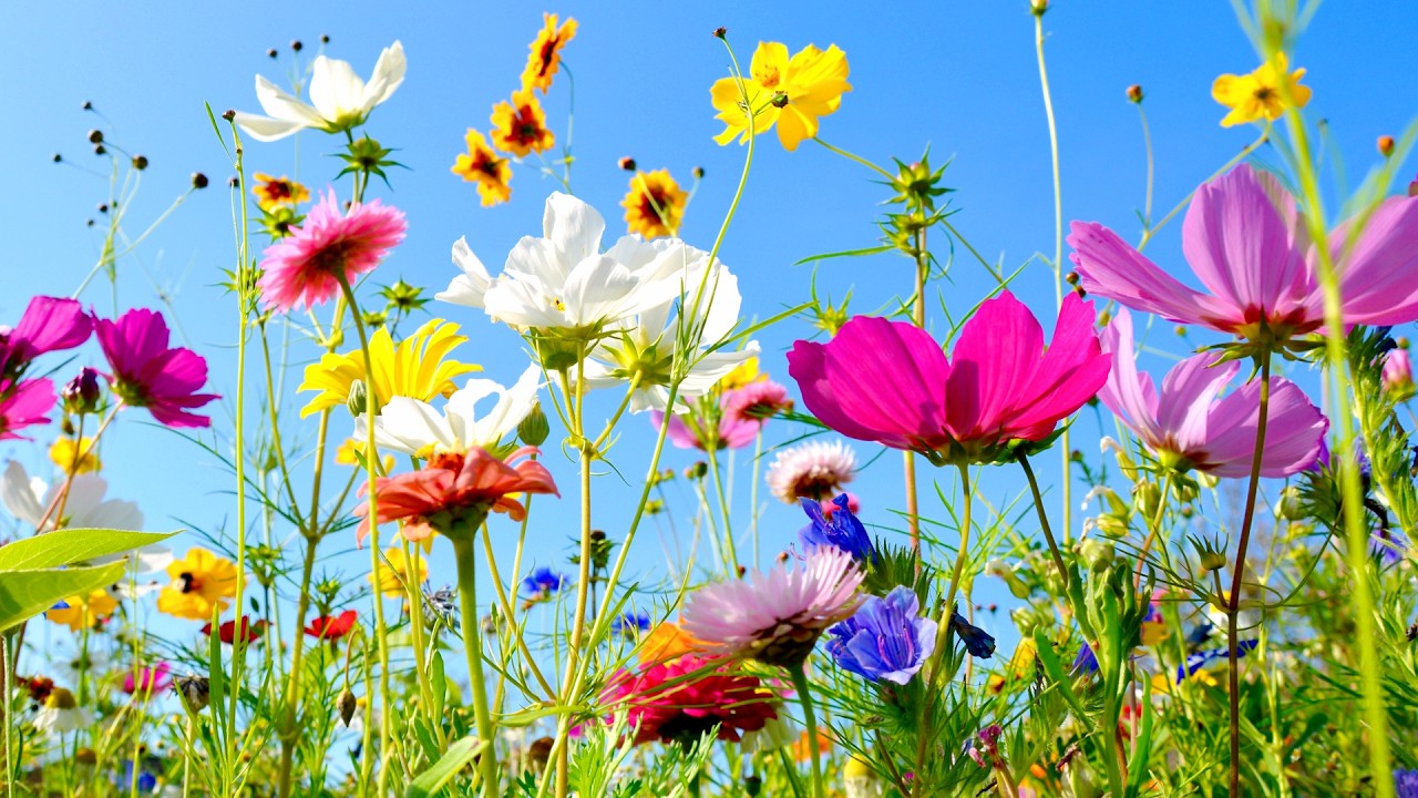 Spring's Wilderness, Beautiful Relaxing Music, Peaceful Instrumental Music by Tim Janis