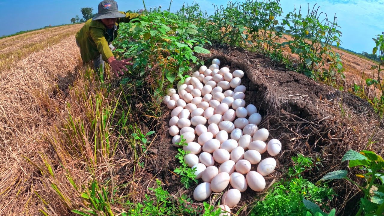 BAST Amazing, a lot of duck eggs under the garss pick by hand Farmer skills