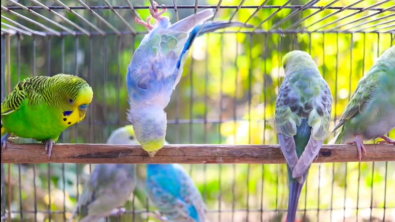 12 Hours of Non-Stop Cheerful Budgies! Enjoy the cutest moments of these playful parrots all day 🐦