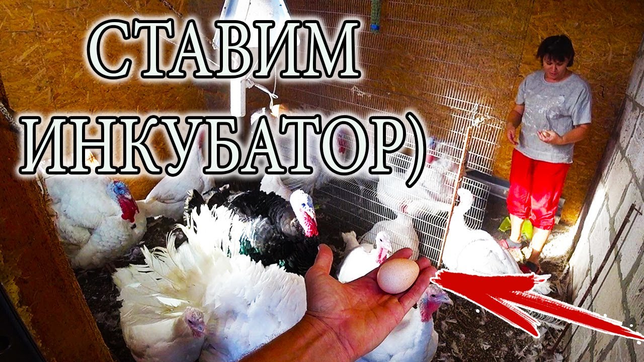 КАК ТАК? НАШИ 