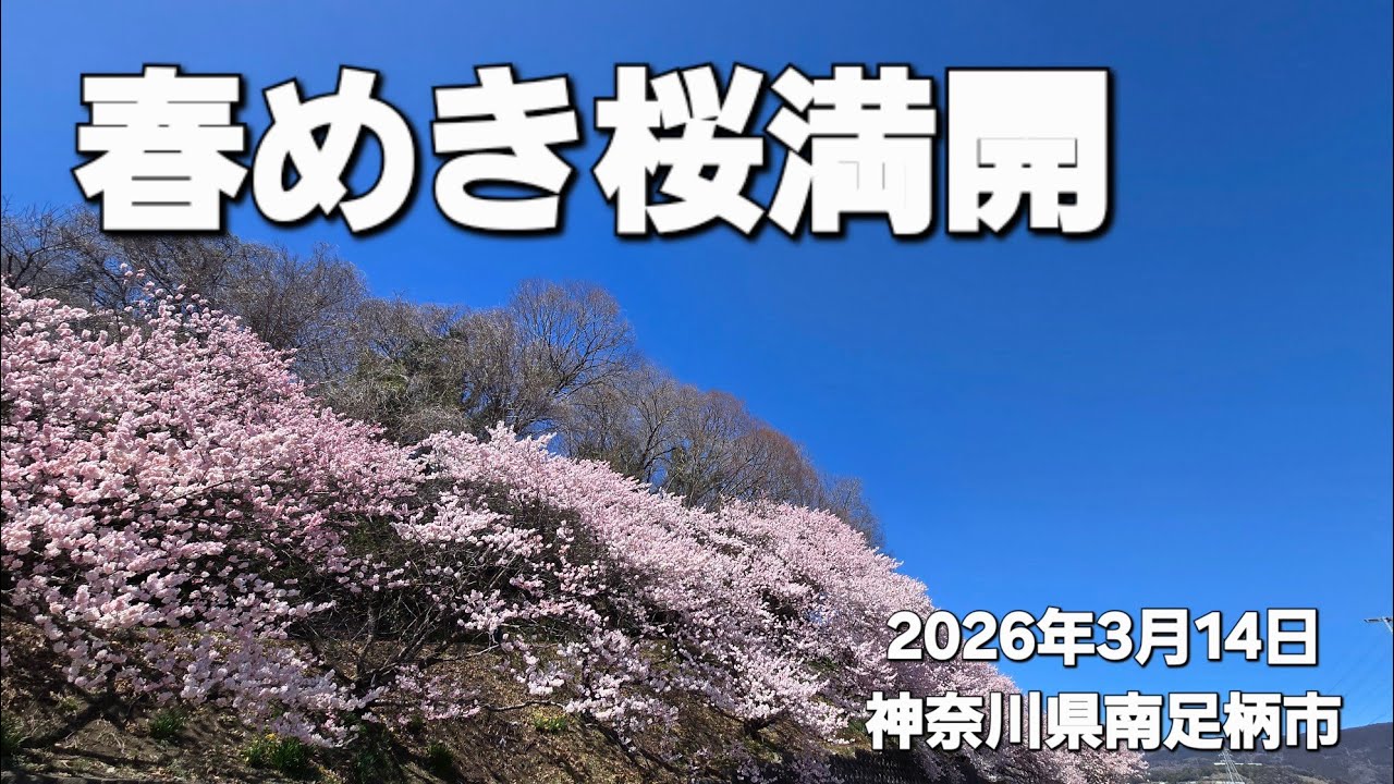 一ノ堰ハラネ🌸｢春めき桜｣満開(2026年3月14日)【ムービー編】