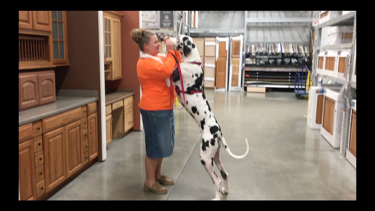 LUCI THE GREAT DANE GOES TO LOWES