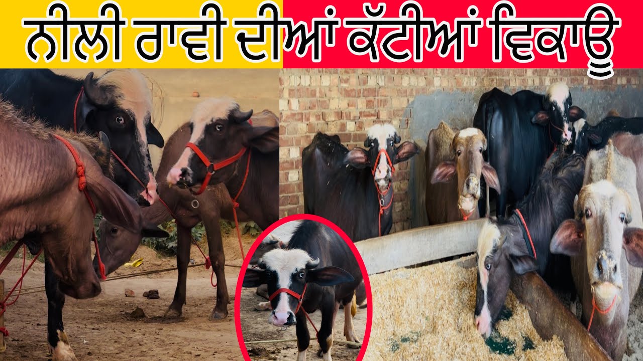 ਨੀਲੀ ਰਾਵੀ ਦੀਆਂ ਕੱਟੀਆਂ ਵਿਕਾਊ ਪਿੰਡ ਉਗਰਾਹਾਂ (ਸੰਗਰੂਰ) Nili Ravi calf for sale