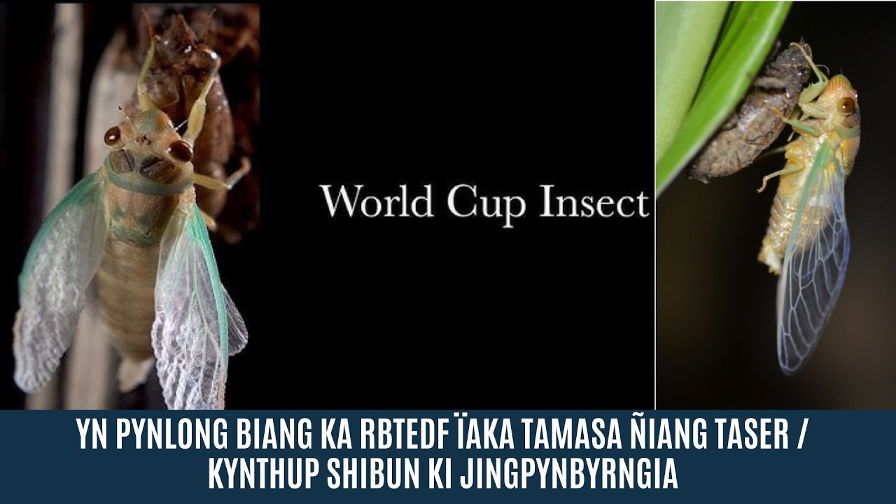 YN PYNLONG BIANG KA RBTEDF ÏAKA TAMASA ÑIANG TASER | KYNTHUP SHIBUN KI JINGPYNBYRNGIA