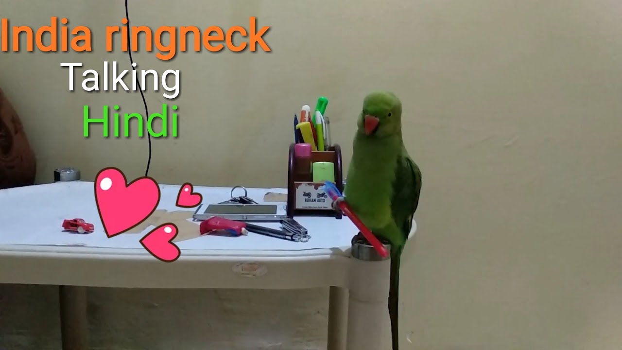 India ringneck talking hindi
