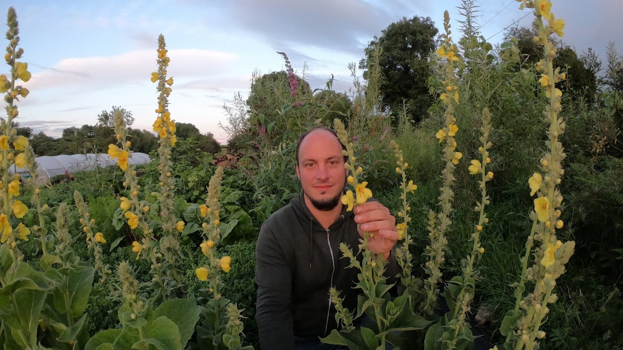 Great Mullein - A Must Grow Flower with many uses!