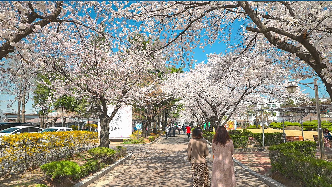 [4K HDR] Seoul Cherry Blossoms Samcheong-dong and Jeongdok Library 벚꽃이 가득한 서울 종로구 삼청동과 정독도서관 산책