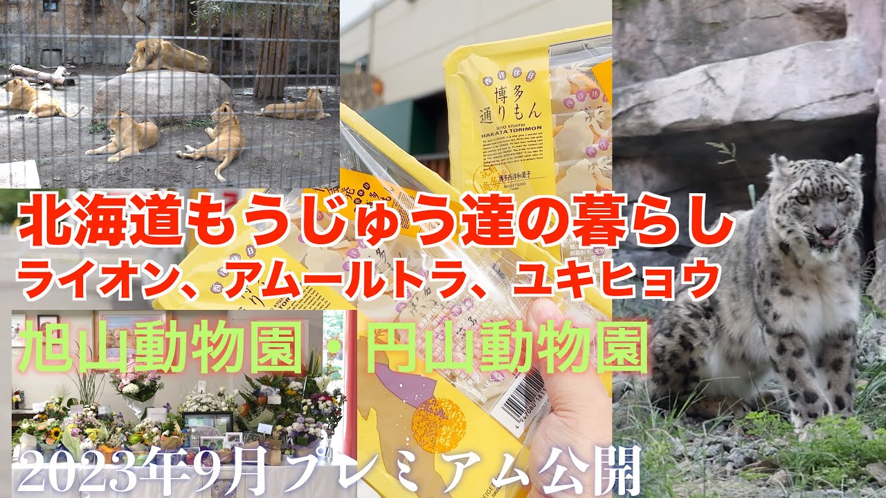 北海道もうじゅう達の暮らし　旭山動物園　円山動物園　ライオン、アムールトラ、ユキヒョウ　2023年9月　プレミアム公開　本日10日21時〜１時間位