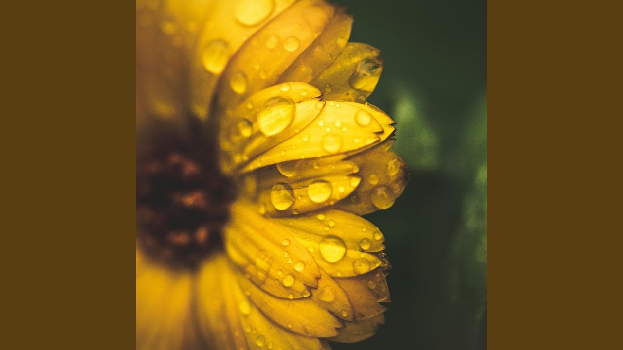 The Sound of Dew