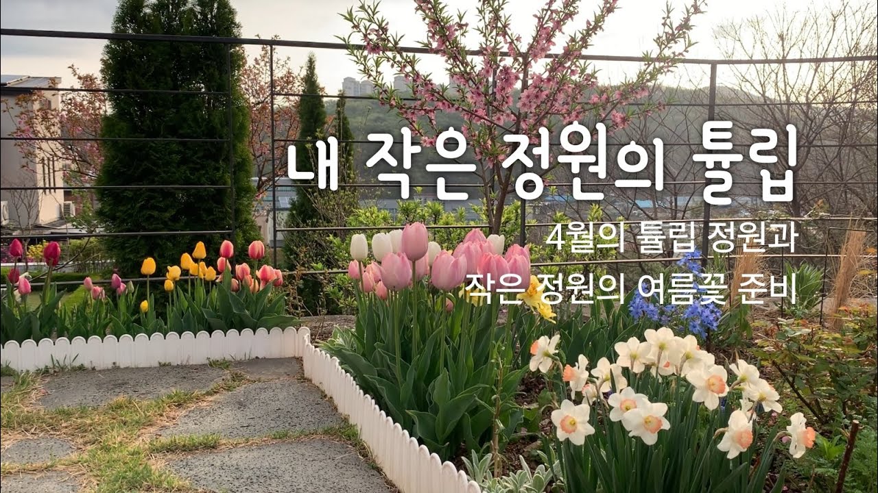 튤립이 만개한 4월의 정원 | 작은 정원에 꼭 필요한 가성비 초화들 | 지금 심어야 할 일년초와 노지월동 다년초 | 튤립 잘 키우는 법