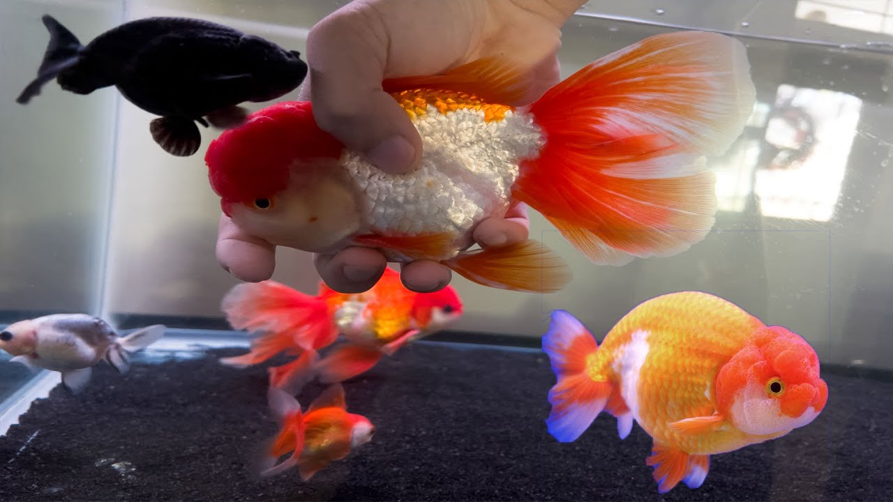 How to Tell if Your Goldfish Is a Male or Female