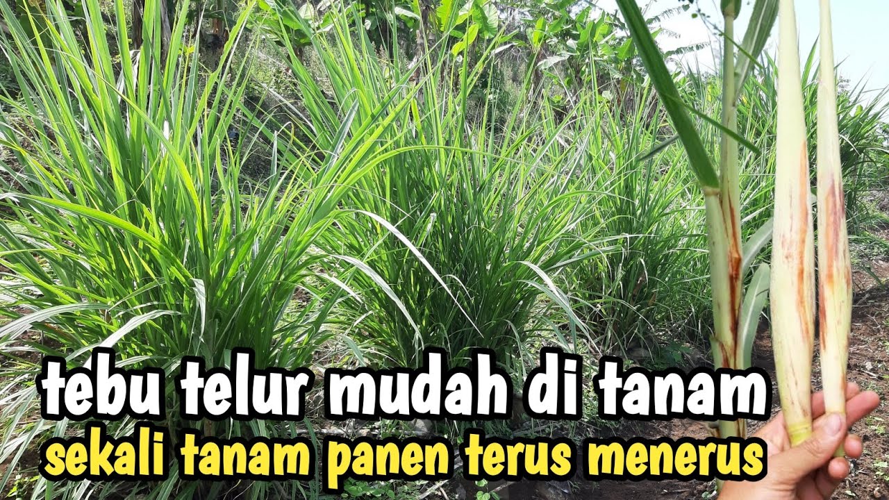 mudah di tanam panen terus rasanya lezat terubuk/tebu telur namanya #aceagrofarm #terubuk #food