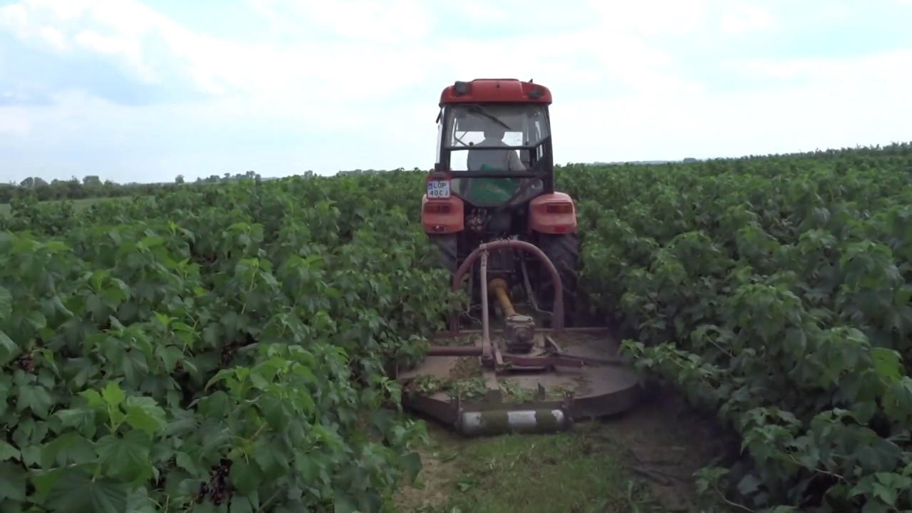Sadownicze Lato 2018 Mccormick |Ursus | Korvan