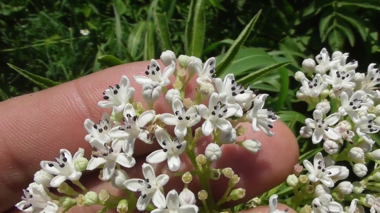 Sambucus ebulus,  danewort, dane weed, danesblood, dwarf elder or European dwarf elder, walewort,