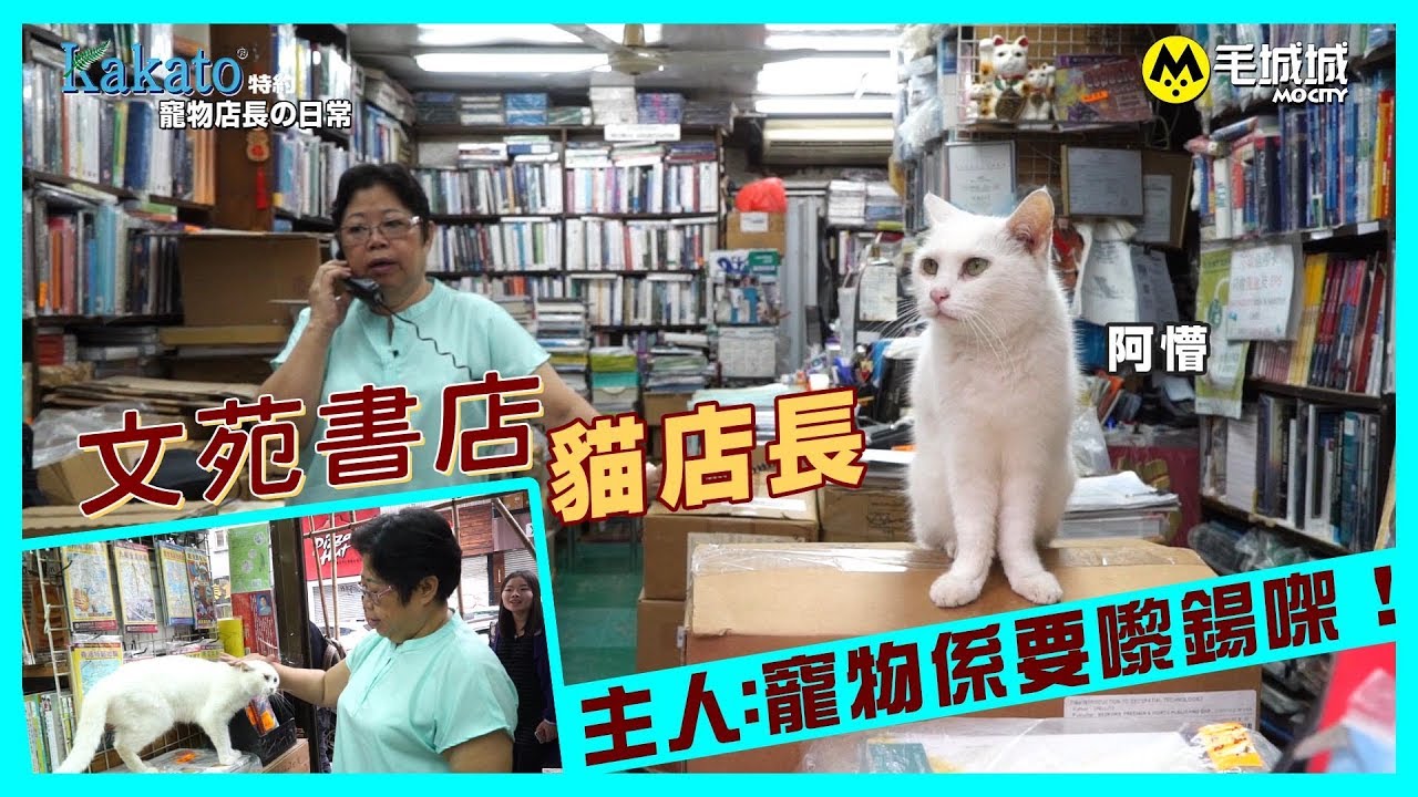 【Kakato 特約 寵物店長之日常】 文苑書店貓店長   主人：寵物係要嚟鍚㗎！｜毛城城 MoCity｜佐敦 白貓