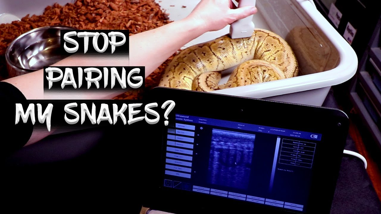 Using Ultrasound to Guide the Ball Python Breeding Season!