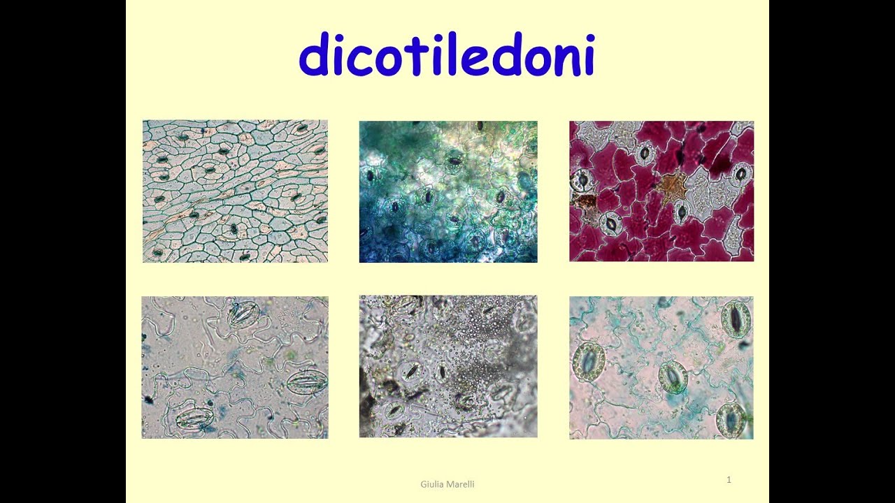 Dicotiledoni - approfondimento