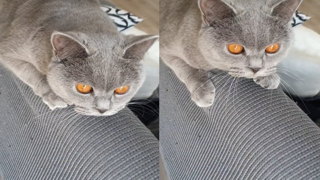 MOST LOVELY CHARTREUX CATS
