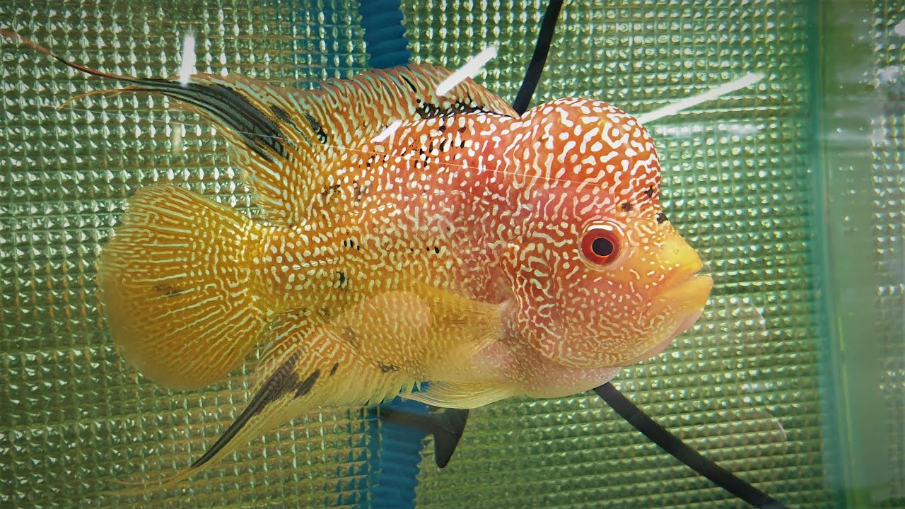 LIOW VIDEO: Visit fish farm (3/3) Kamfa shop 花罗汉鱼店