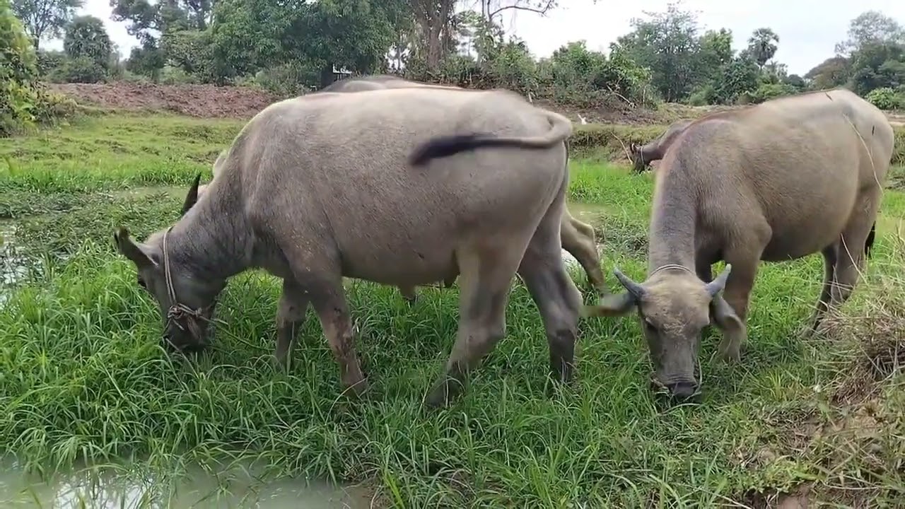 Living of farming look after small buffalos and pity 