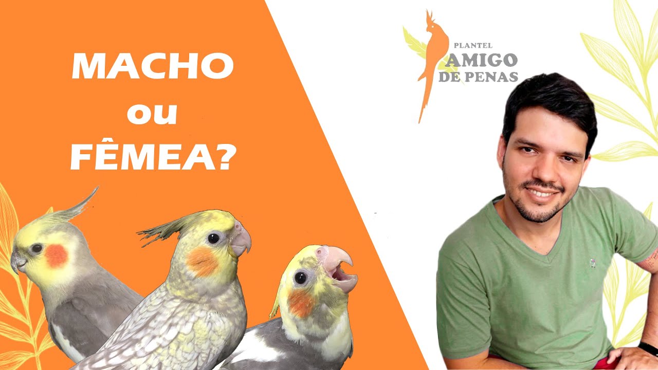 Como descobrir o sexo da sua calopsita pela cor (mutação)