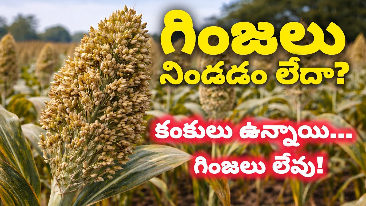 కంకులు ఉన్నాయి&hellip; గింజలు లేవు! | Jowar Grain Filling Problem 😱 | Rythu Sedyam 