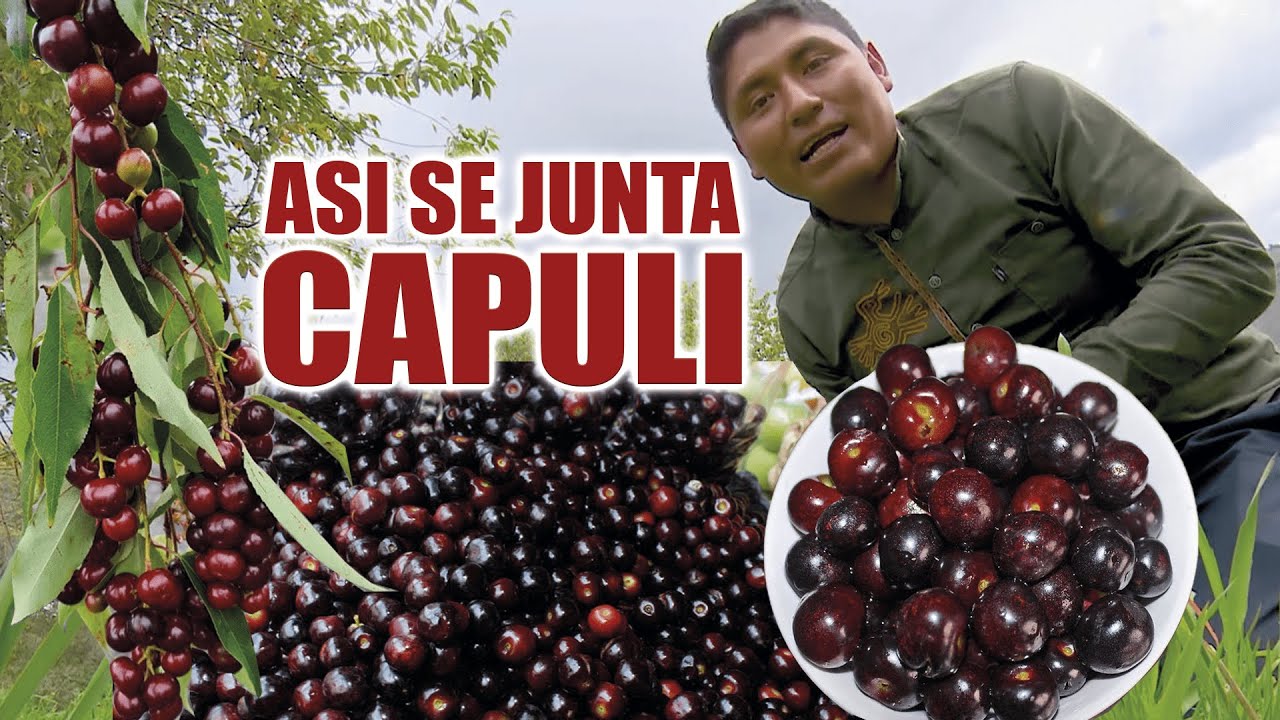 As&iacute; se junta CAPULI ! en la serran&iacute;a #Ecuatoriana