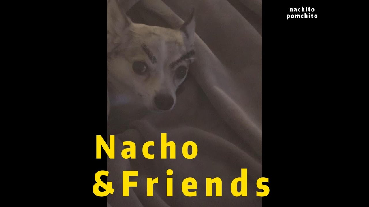 Nacho and Friends #compilation #pomchi #dogvideos #bestbuddies #pomchipuppy #chihuahuapuppy #nacho