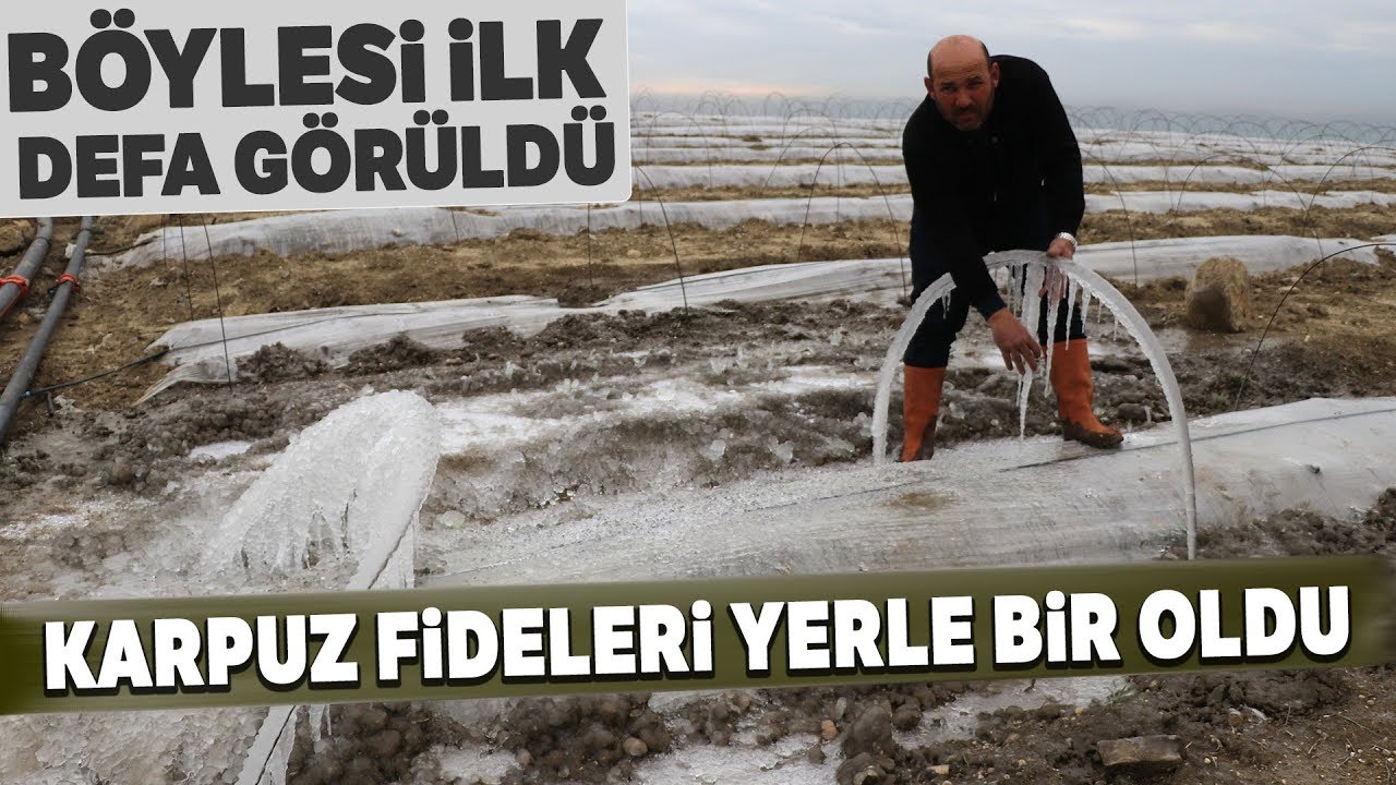 Karpuz Tarlalarını Don Vurdu