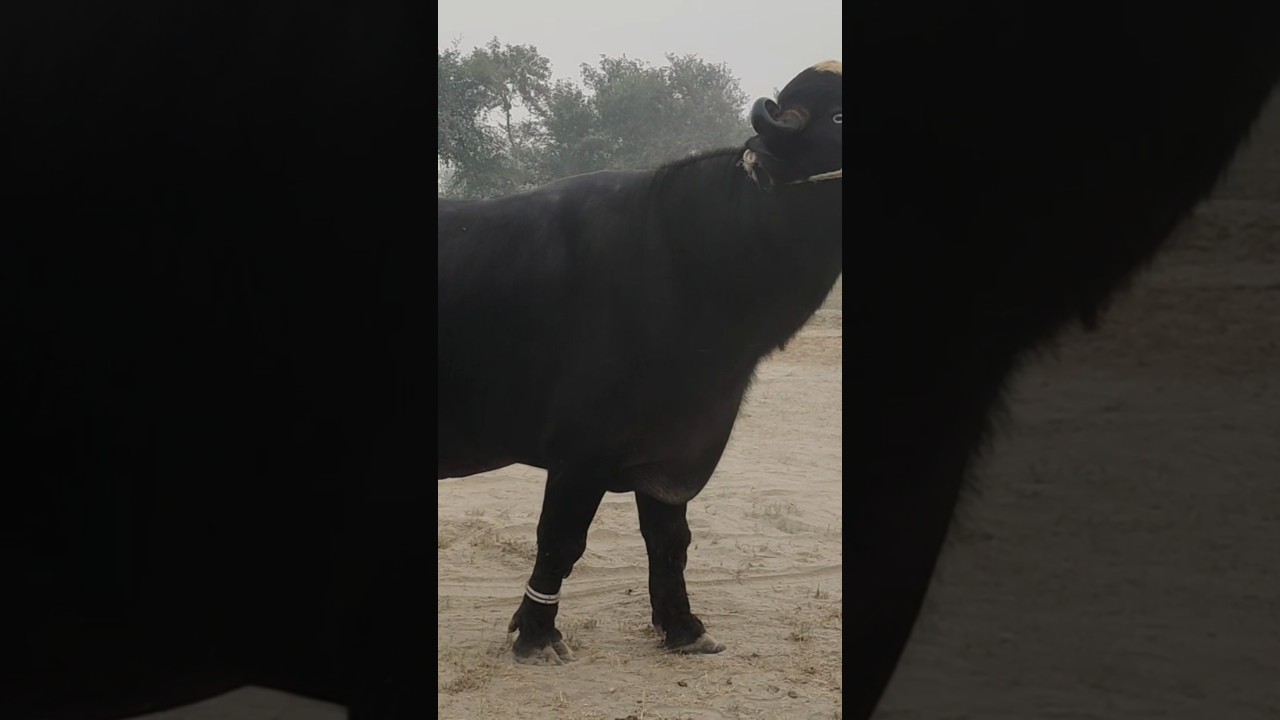 Watch Pure Nili Ravi Bull for sale satluj Punjab TV #purenilibuffalo #farming #nilibuffalo #animals