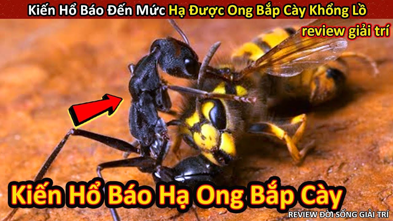 Kiến Hổ Báo Hạ Gục Cả Ong Bắp Cày Để Làm Mồi Nhậu || Review Giải Trí Đời Sống