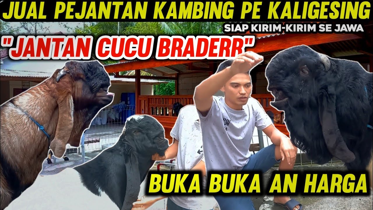 HARGA KAMBING PEJANTAN PE KALIGESING SUPER - KUALITAS DAN KEUNGGULANYA