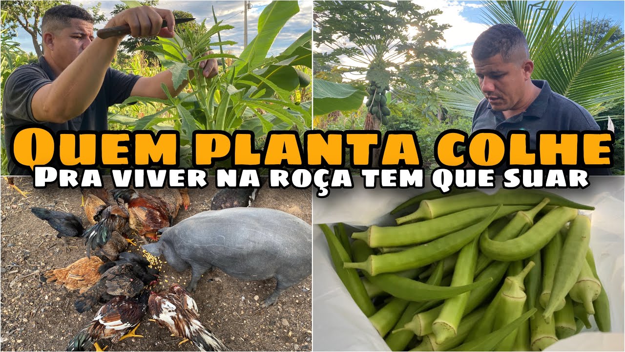 NÃO ADIANTA VIM PRA ROÇA SE NÃO TIVER CORAGEM DE TRABALHAR PARA COLHER !!